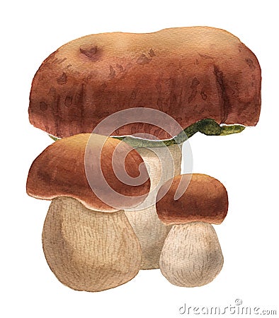 A group of hand-drawn watercolor ceps. Edible mushrooms with a brown hat and a white stipe. Wild forest boletus porcini Stock Photo