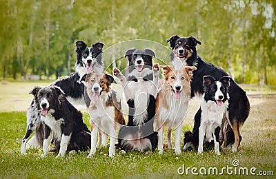 Group of happy dogs Stock Photo