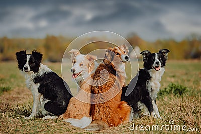 Group of happy dogs border collies on the grass in summer Stock Photo