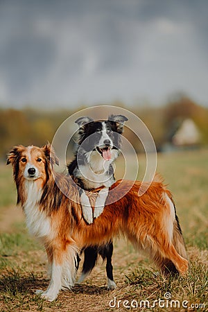 Group of happy dogs border collies on the grass in summer Stock Photo