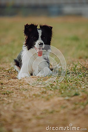 Group of happy dogs border collies on the grass in summer Stock Photo