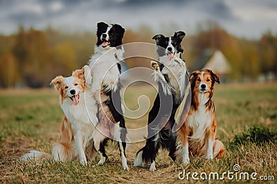 Group of happy dogs border collies on the grass in summer Stock Photo