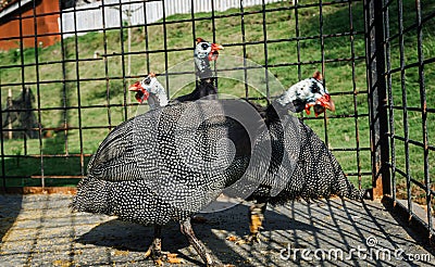 a group of Helmeted guineafowl birds on a farm Stock Photo