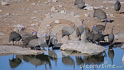 Group Helmeted guineafowl drinking water Stock Photo