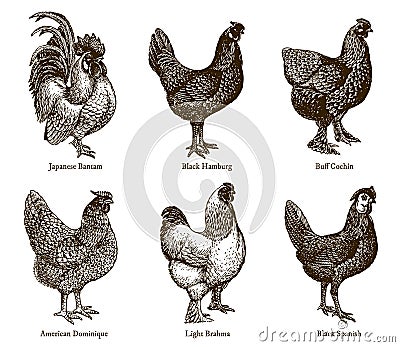 Group of hens and cocks of different chicken breeds Vector Illustration
