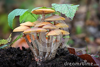 Group of highly poisonous mushrooms Galerina marginata Stock Photo