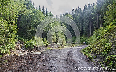 Group of hiking tourists going to Carpatian mountains Editorial Stock Photo
