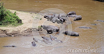 Group of Hippopotamus and Hippos in Wildlife of Africa Stock Photo