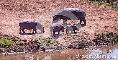Group of Hippopotamus in the Kruger National Park, South Africa Stock Photo