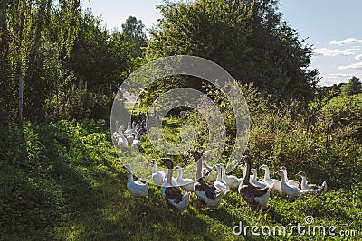 Group of home geese coming back home in evening Stock Photo