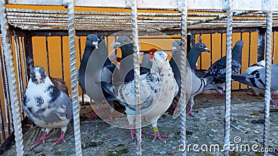 A group of homing pigeons in an iron cage Stock Photo