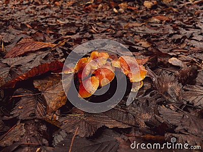 Group of the honey mushrooms in the forest brown foliage Stock Photo
