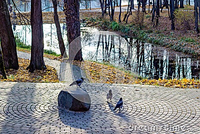 Group of Hooded crows on the stone Stock Photo