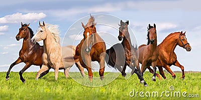 Group of horse run Stock Photo