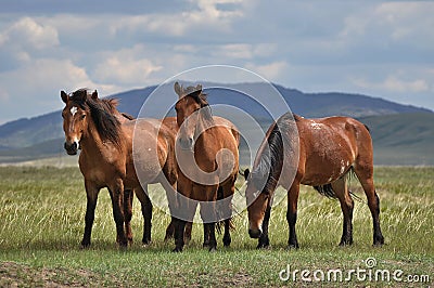 Group of horses on a pasture. Stock Photo