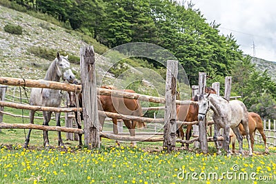 Group of horses Stock Photo