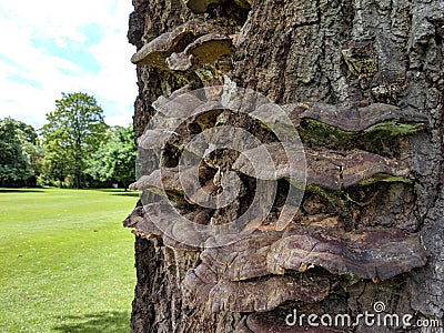 A group of horseshoe fungus growing on a tree Stock Photo