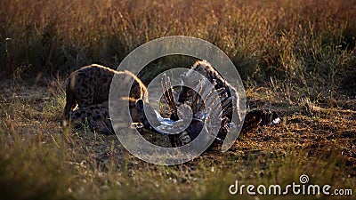 Group of hyenas finishing the meal after the lion's dinner in Masai Mara, Kenya Stock Photo