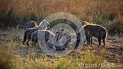 Group of hyenas praying on a carcass in Masai Mara, Kenya Stock Photo