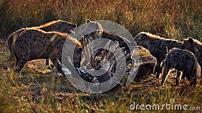 Group of hyenas preying on a hyena carcass in Masai Mara, Kenya Stock Photo