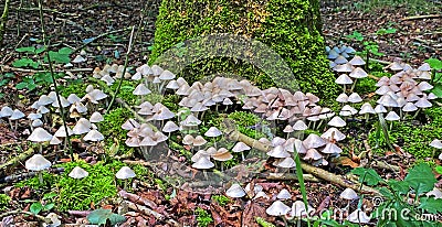 Mushrooms in large amounts Stock Photo