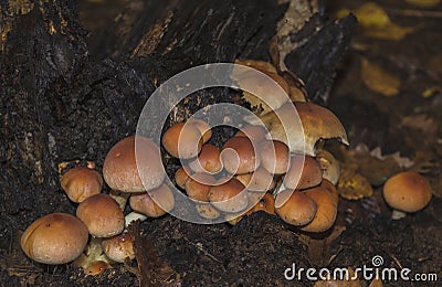 Group of Hypholoma lateritium, brick cap inedible wild mushroom Stock Photo