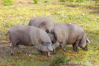 Group of Iberian pig in the meadow Stock Photo