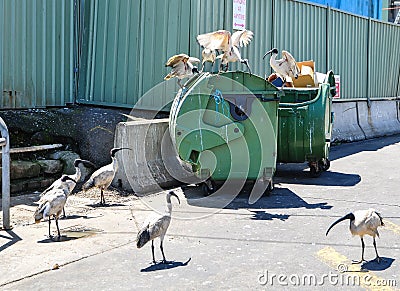 The group of ibis bird trying to feed themselves by picking some food from a garbage bin. Stock Photo
