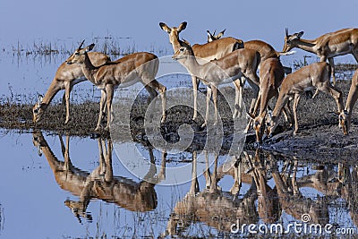 Group of Impala antelopes - Chobe River - Botswana Stock Photo