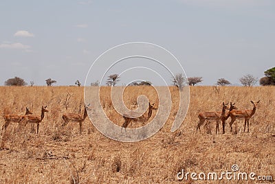 Group of Impala antelopes in the savannah of the Tarangire National Park, Tanzania Stock Photo