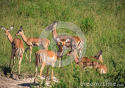 A group of Impalas in the savannah grass of the Bwabwata Nationalpark at Namibia Stock Photo
