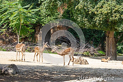 A group of Impalasis a medium sized antelope found in eastern and southern Africa Stock Photo