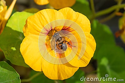 A group of Indian cress flowers with visiting Hoverfly Stock Photo