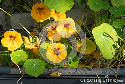 A group of Indian cress flowers with visiting Hoverfly Stock Photo