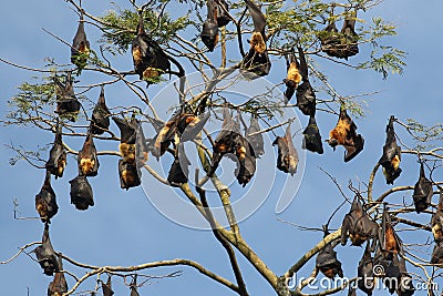 Colony of Indian flying fox bat, Pteropus, giganteus Stock Photo