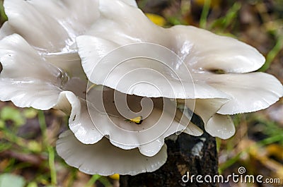 Group of Indian oyster mushrooms in wood Stock Photo