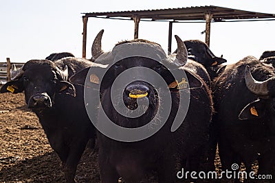 Group of Italian mediterranean buffaloes looking at camera Stock Photo