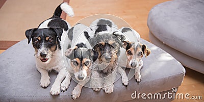 Group Jack Russell Terrier Doggies. Four little dogs sitting indoor side by side on the couch Stock Photo