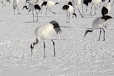 Group of Japanese Red-Crowned Cranes Foraging Stock Photo
