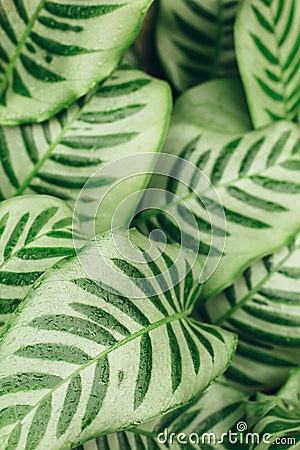 Juicy contrast green leaves background Stock Photo