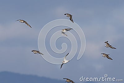 Group of Kentish plovers and Dunlins flying n the Blue Sky over Mountains Stock Photo