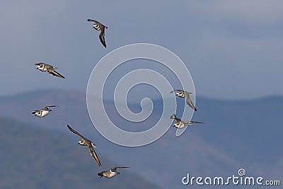 Group of Kentish plovers and Dunlins flying n the Blue Sky over Mountains Stock Photo