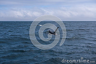 A group of Killer Whales swimming in the sea of Okhotsk near the Shiretoko Peninsula Stock Photo