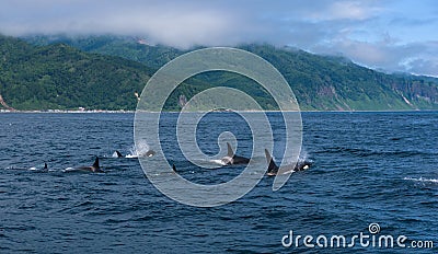 A group of Killer Whales swimming in the sea of Okhotsk near the Shiretoko Peninsula Stock Photo