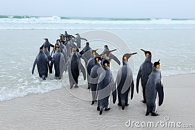 Group of King penguins, Aptenodytes patagonicus, going from white sand to sea, artic animals in the nature habitat, dark blue sky, Stock Photo