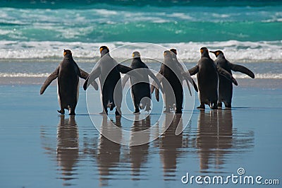 Group of King Penguins on the Beach Stock Photo
