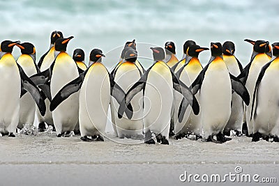 Group of king penguins coming back together from sea to beach with wave a blue sky, Volunteer Point, Falkland Islands Stock Photo