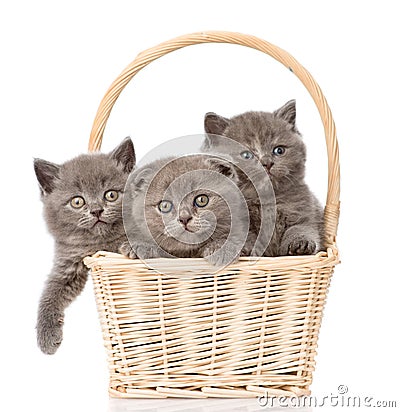 Group kittens in basket looking at camera. isolated on white Stock Photo