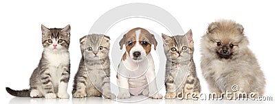 Group of kittens and puppies Stock Photo