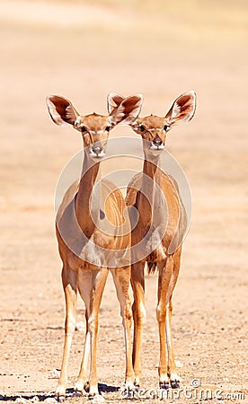 Group of Kudu (Tragelaphus Strepsiceros) Stock Photo